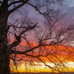 Sunset in the Buena Vista Grassland